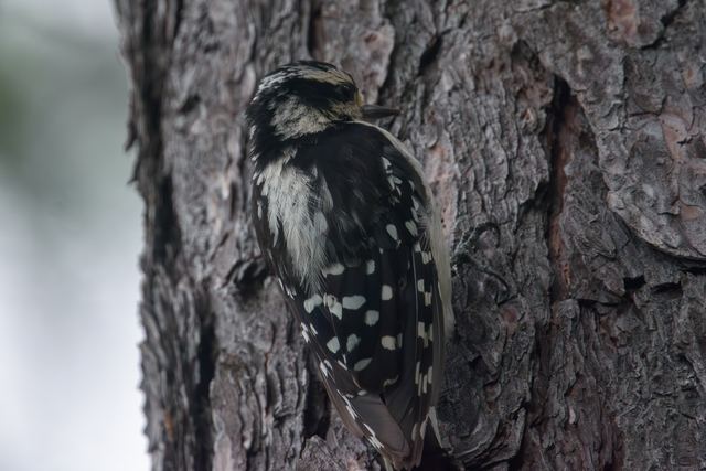 Downy Woodpecker