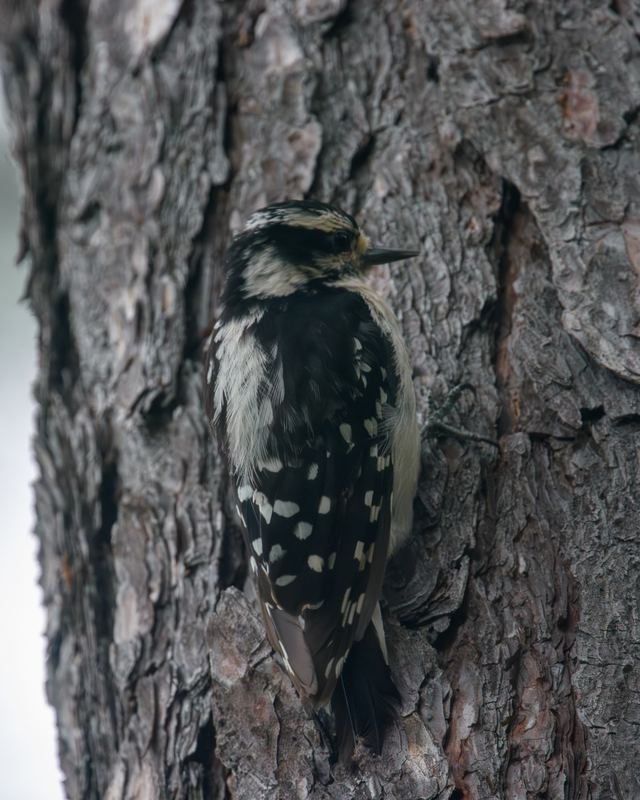 Downy Woodpecker