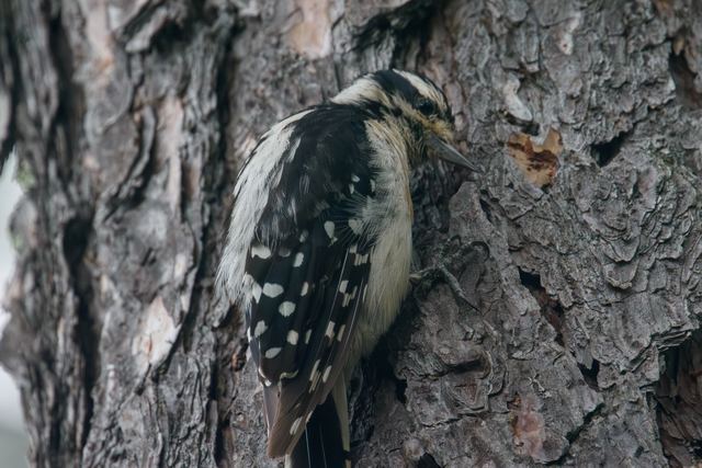 Downy Woodpecker