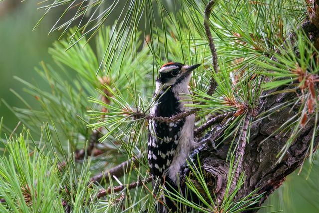 Downy Woodpecker