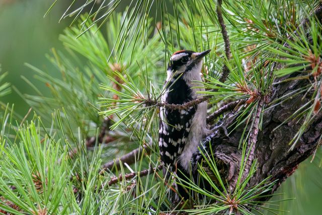 Downy Woodpecker