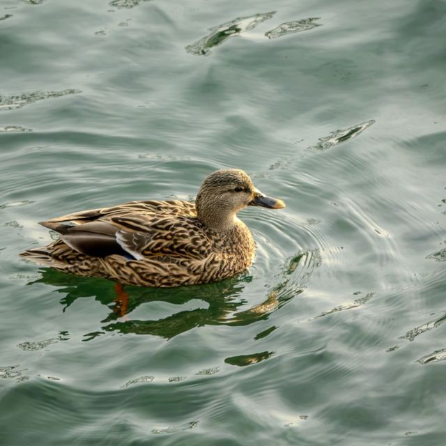 Mallard