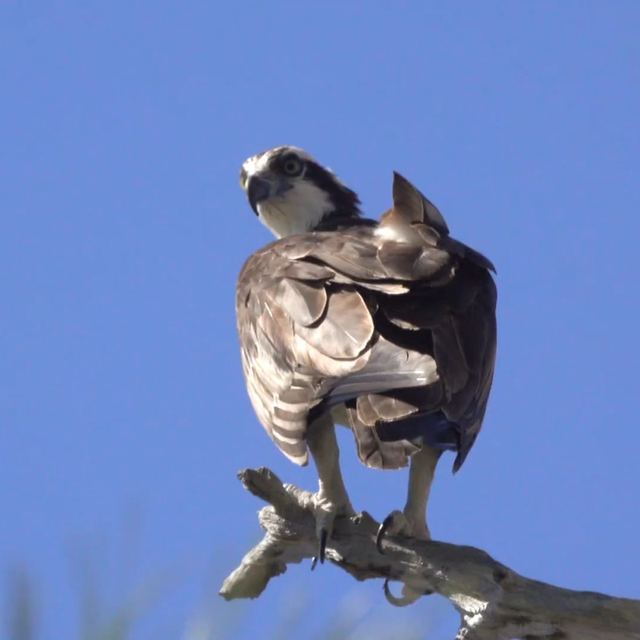 Osprey