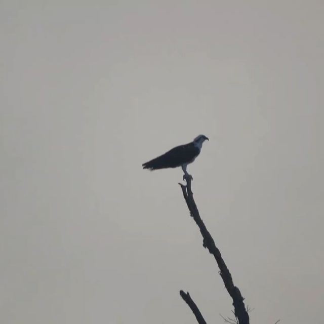 Osprey