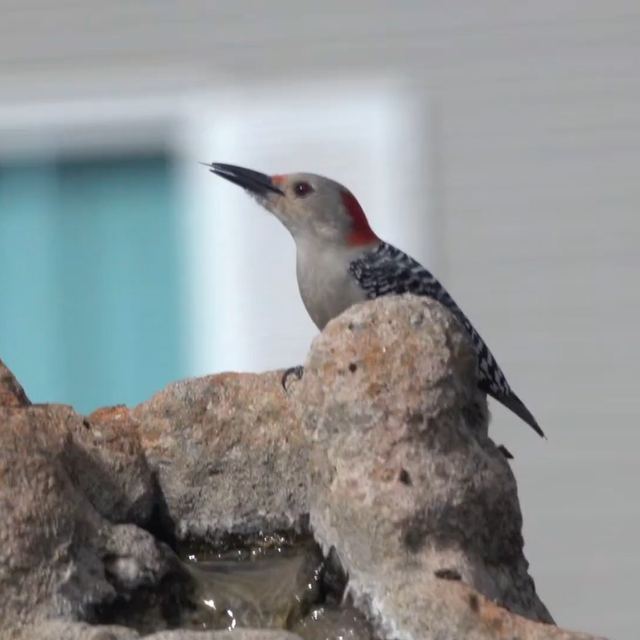 Red-bellied Woodpecker
