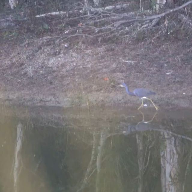 Tricolored Heron