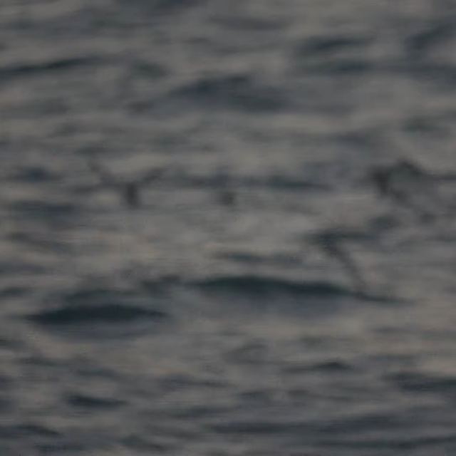 Sanderling