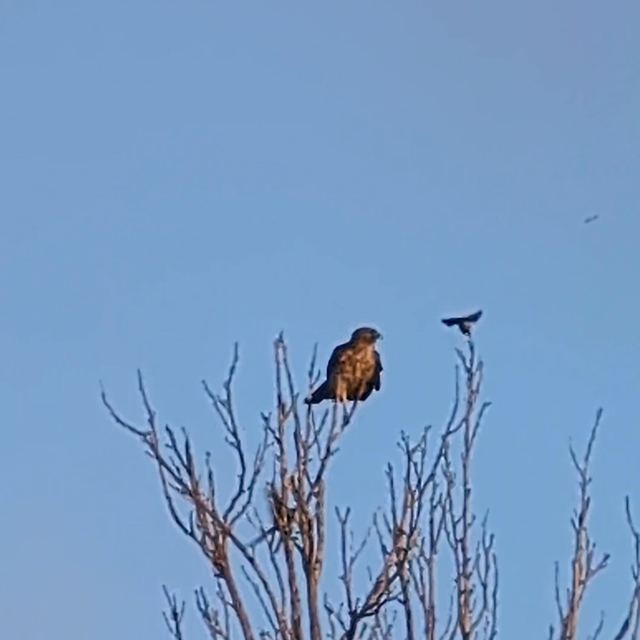 Red-shouldered Hawk