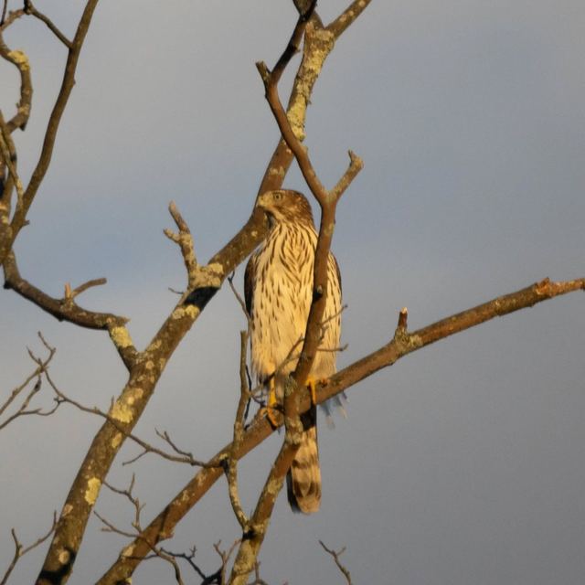 Cooper's Hawk