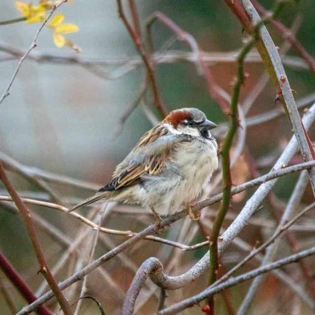 House Sparrow