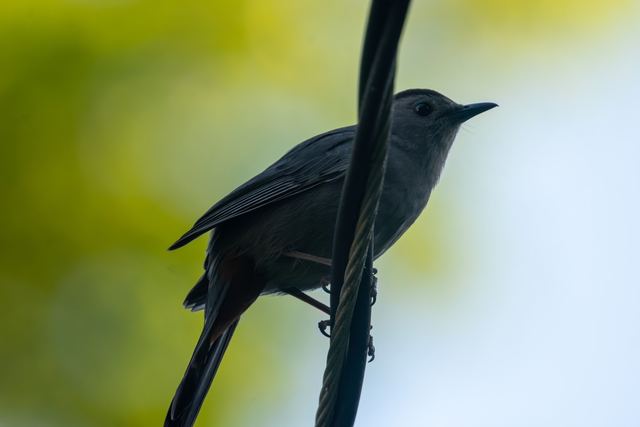 Gray Catbird