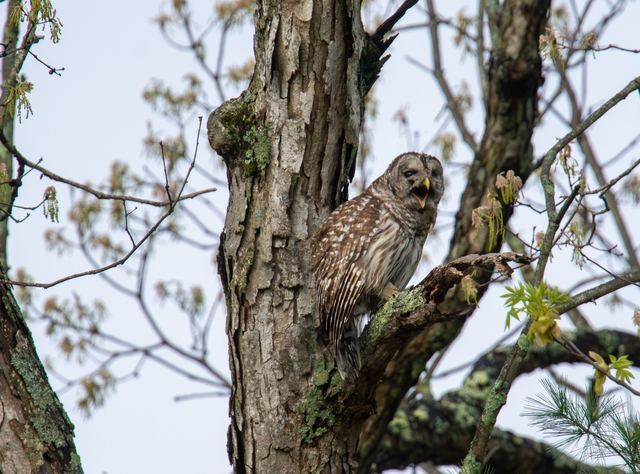 Barred Owl