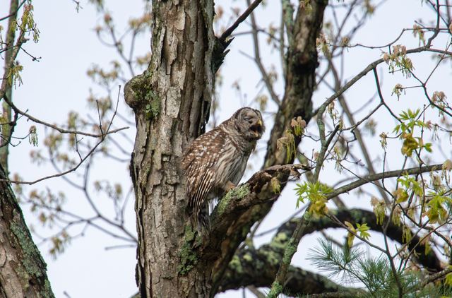 Barred Owl