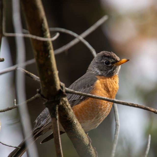 American Robin
