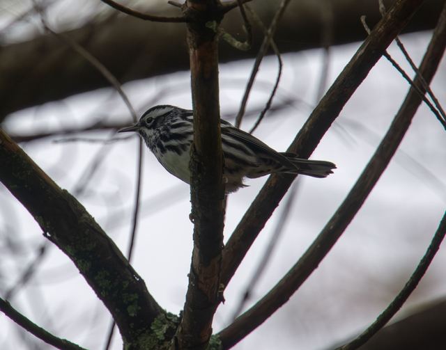 Black-and-white Warbler