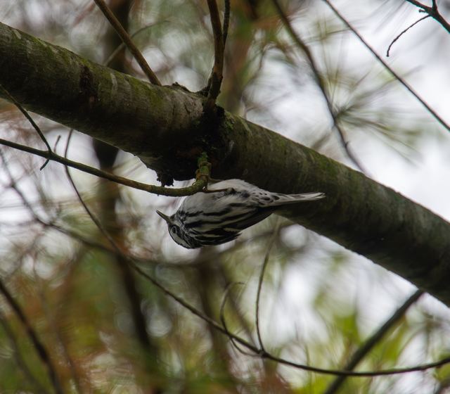 Black-and-white Warbler