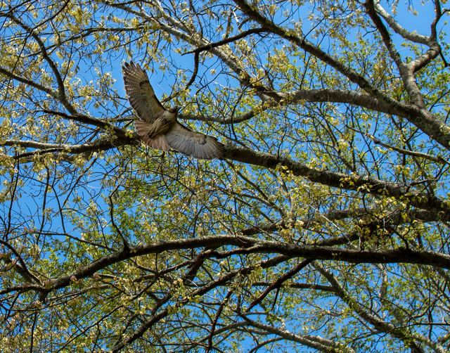 Red-tailed Hawk