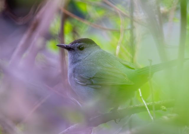 Gray Catbird