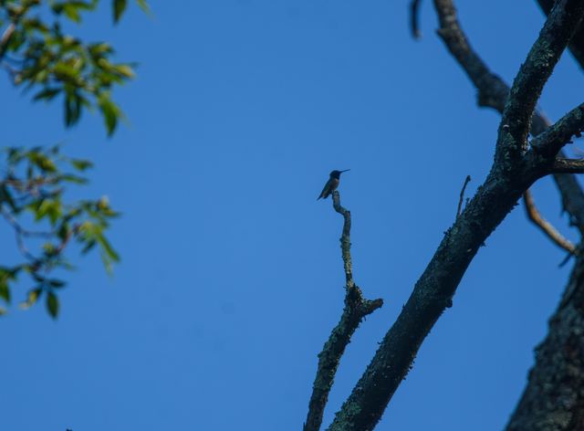 Ruby-throated Hummingbird