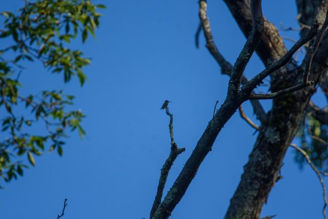 Ruby-throated Hummingbird