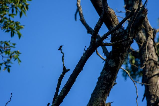Ruby-throated Hummingbird