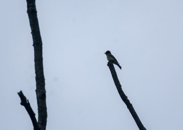 Eastern Phoebe