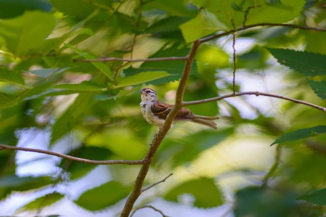 Chipping Sparrow