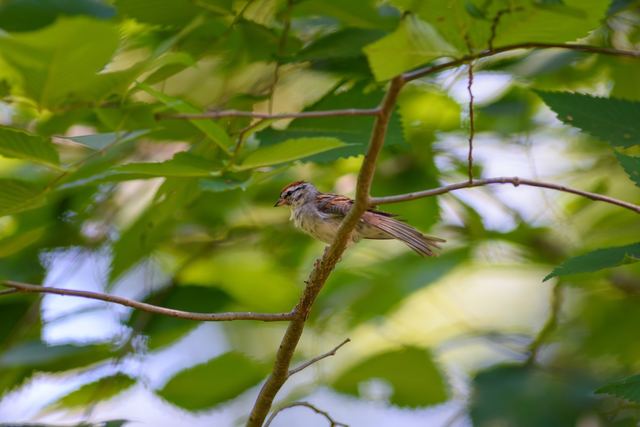 Chipping Sparrow