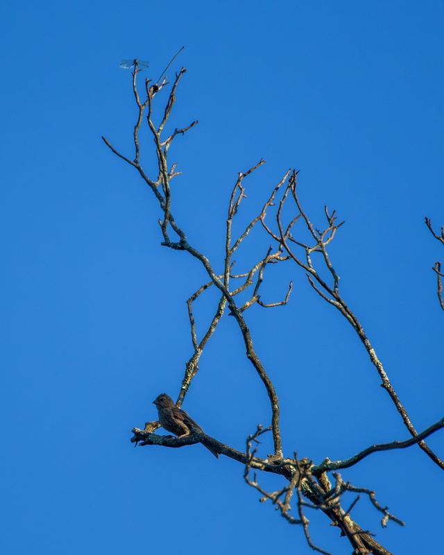 House Finch