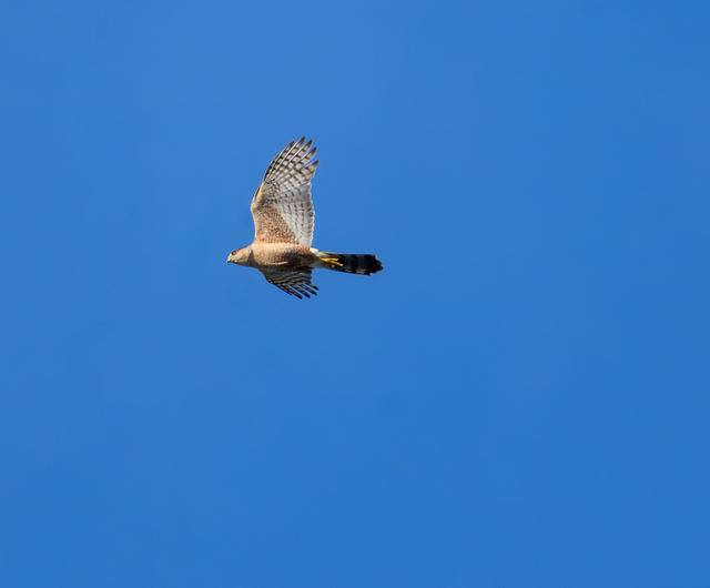Cooper's Hawk