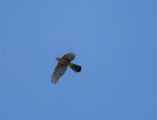 Cooper's Hawk