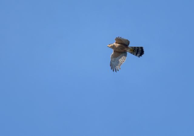 Cooper's Hawk