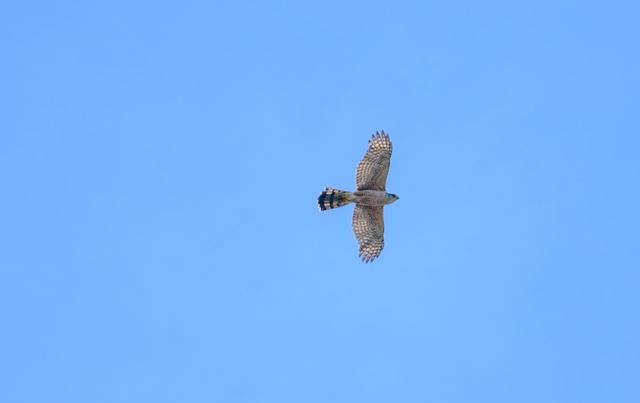 Cooper's Hawk