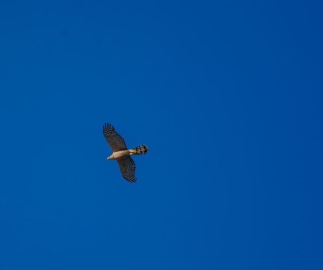 Cooper's Hawk