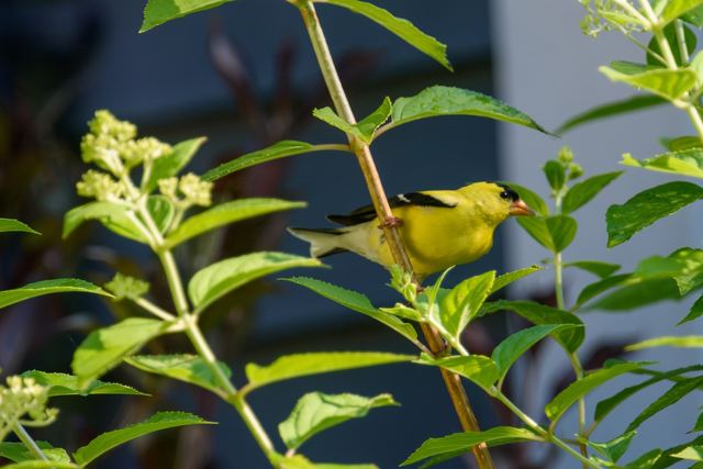 American Goldfinch