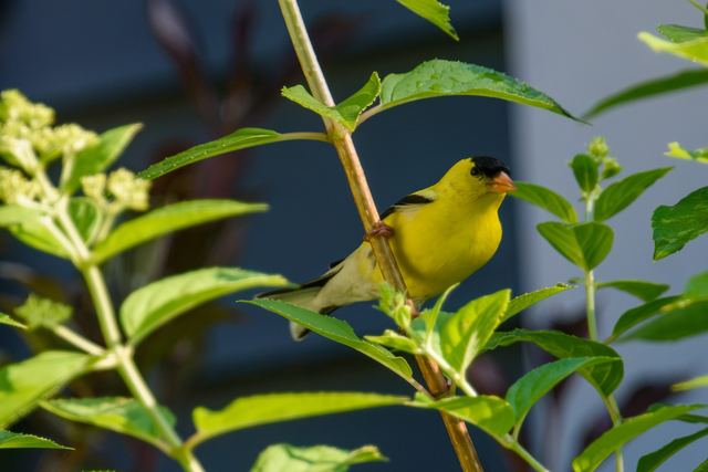 American Goldfinch