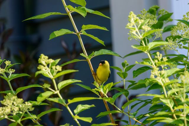 American Goldfinch