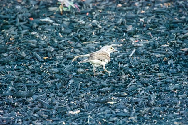 Northern Mockingbird
