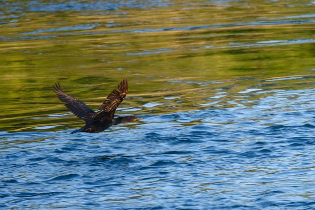 Double-crested Cormorant