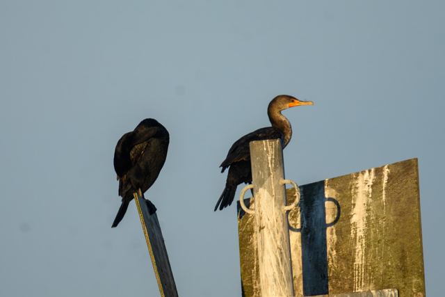 Double-crested Cormorant