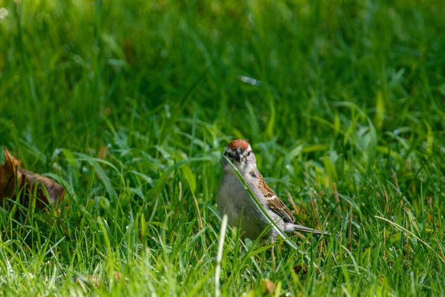 Chipping Sparrow