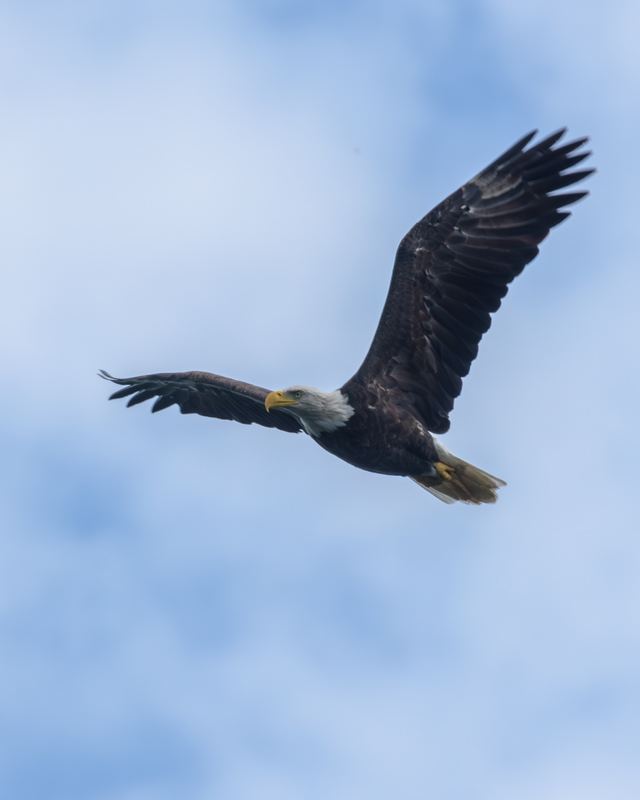 Bald Eagle