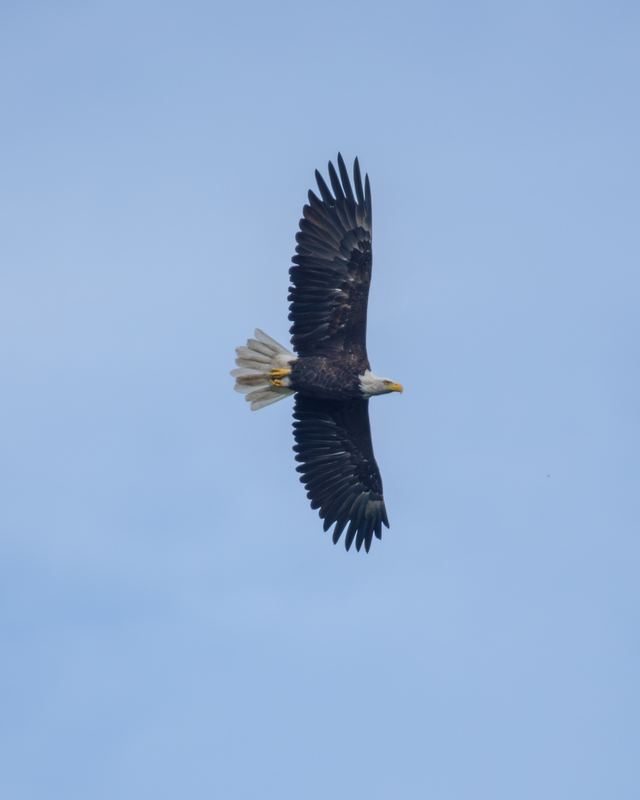 Bald Eagle
