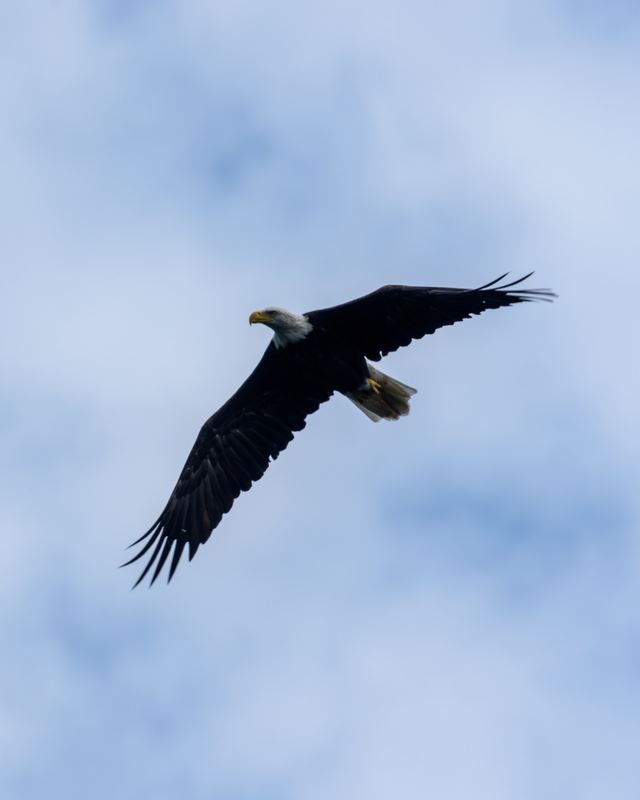Bald Eagle