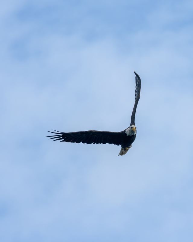 Bald Eagle