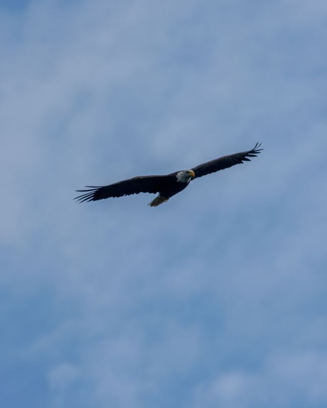 Bald Eagle