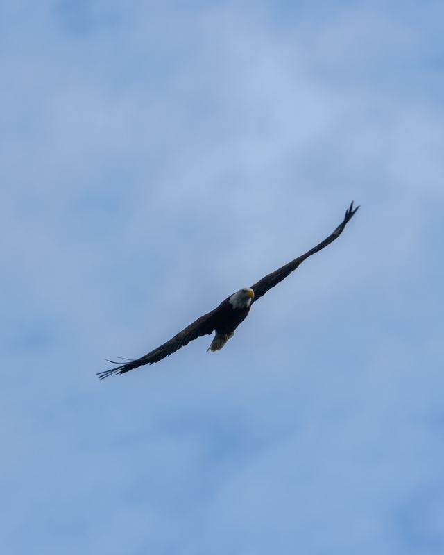 Bald Eagle