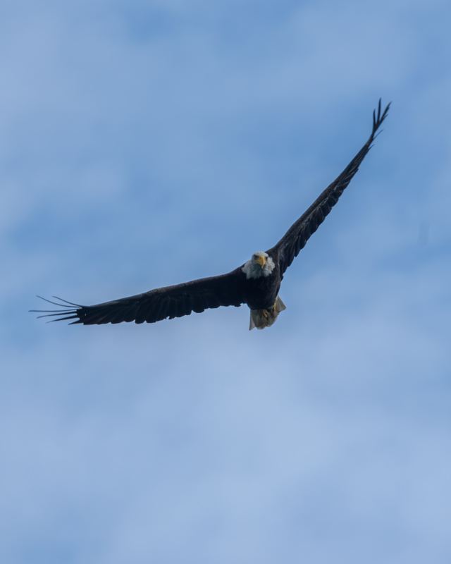 Bald Eagle