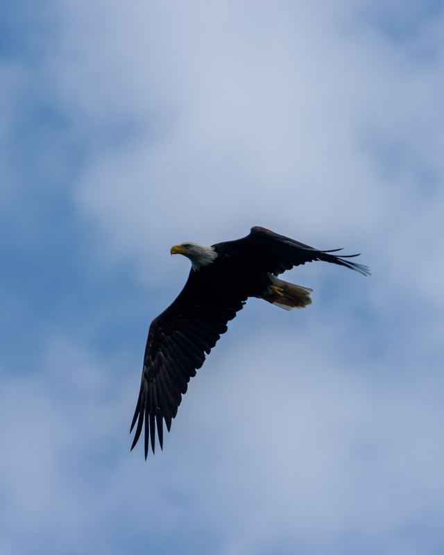 Bald Eagle