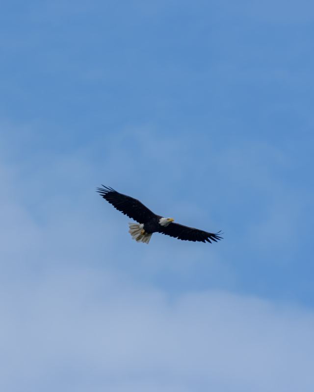 Bald Eagle